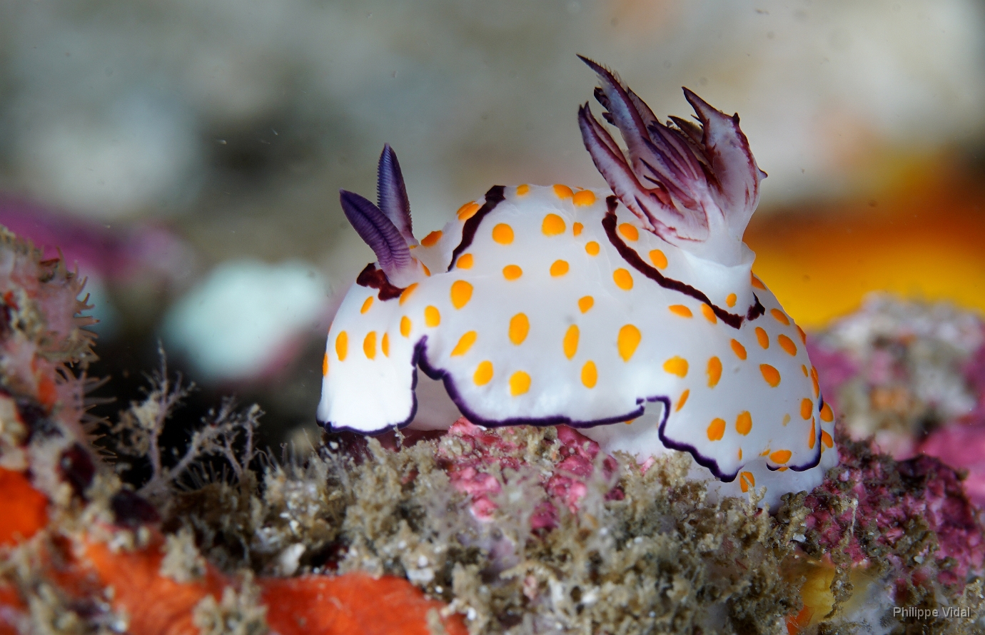 Birmanie - Mergui - 2018 - DSC03038 - Ringed Chromodoris - Chromodoris annele- Chromodoris annulata.JPG